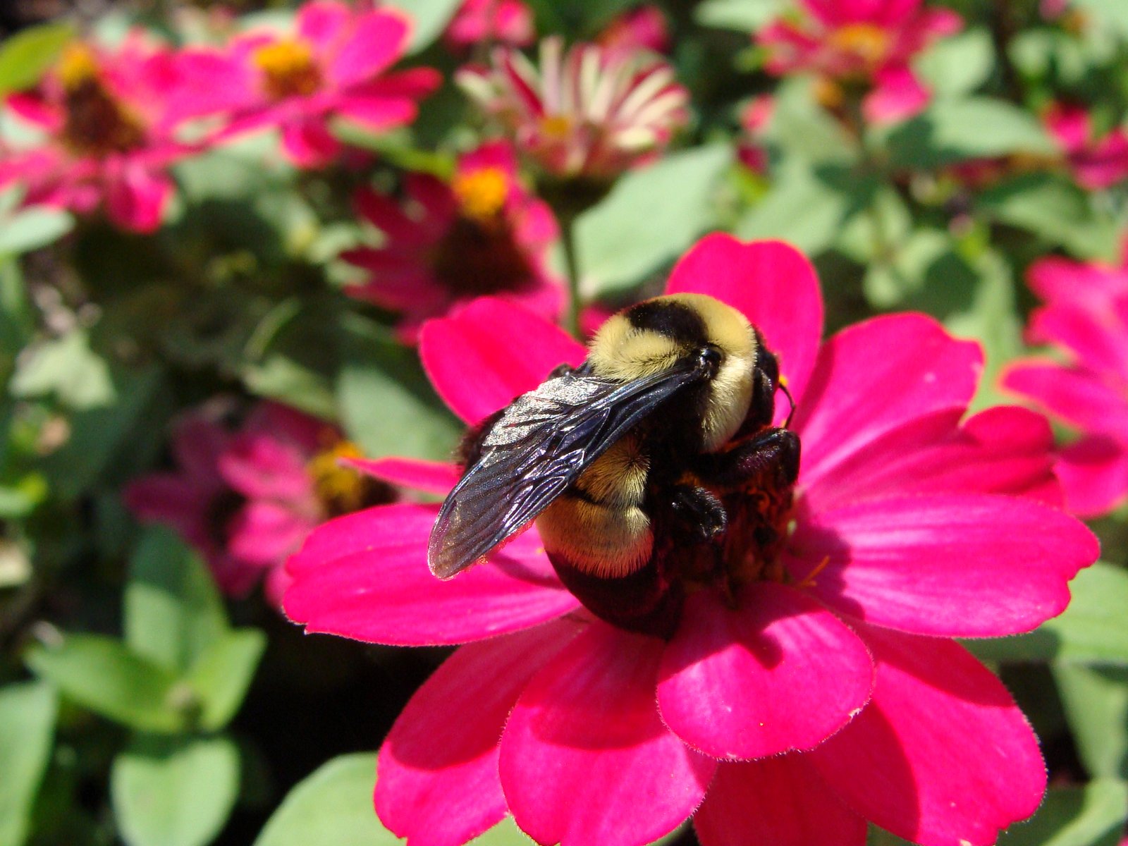 Southern plains bumble bee (Bombus fraternus) photo
